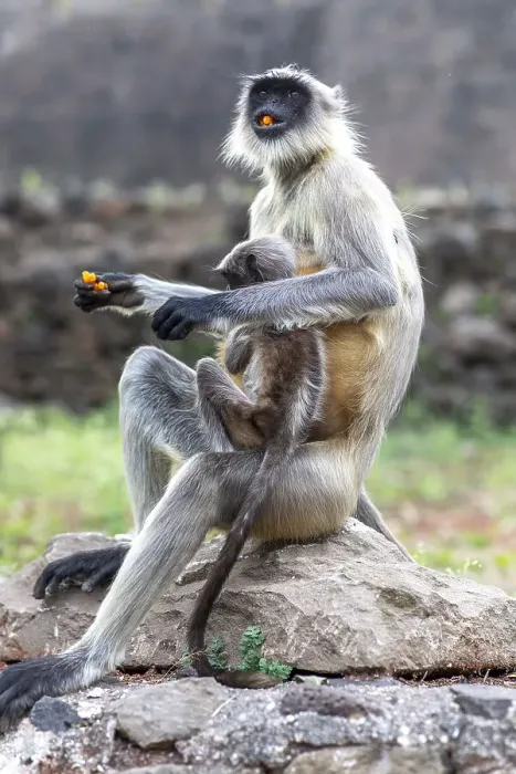 Framed Print : Female monkey with baby eating sweet in Daulatabad, Maharashtra, India, Asia Framed Print : Female monkey with baby eating sweet in Daulatabad, Maharashtra, India, Asia