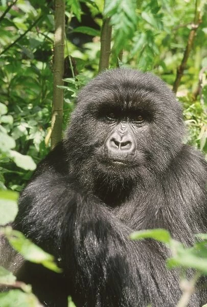 Female Mountain Gorilla (Gorilla g. beringei), Virunga Volcanoes, Rwanda, Africa