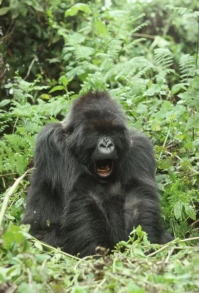 Female Mountain Gorilla (Gorilla g. beringei) yawning, Virunga Volcanoes, Rwanda, Africa