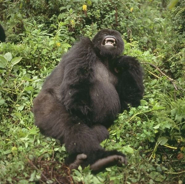 Female Mountain Gorilla (Gorilla g. beringei) yawning, Virunga Volcanoes, Rwanda, Africa
