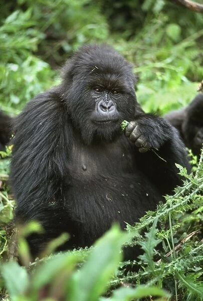 Female Mountain Gorilla (Gorilla g. beringei), Poppy, Virunga Volcanoes, Rwanda, Africa