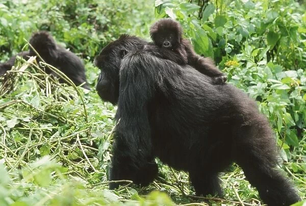 Female Mountain Gorillas (Gorilla g. beringei) with infant on back, Virunga Volcanoes