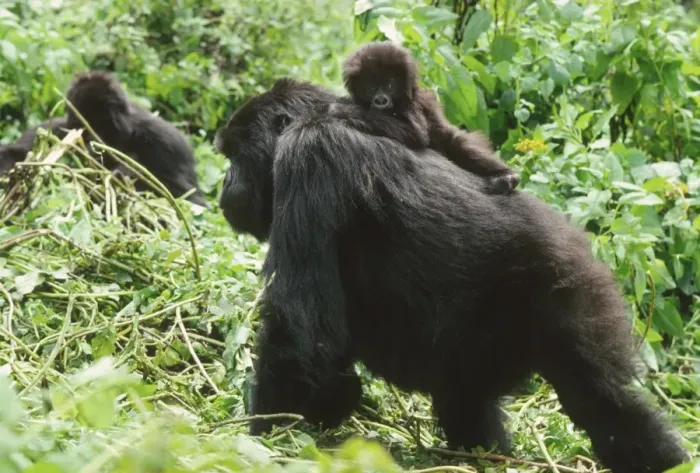 Framed Print : Female Mountain Gorillas (Gorilla g. beringei) with infant on back, Virunga Volcanoes Framed Print : Female Mountain Gorillas (Gorilla g. beringei) with infant on back, Virunga Volcanoes