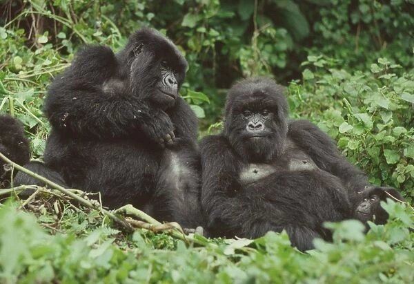 Two female Mountain Gorillas (Gorilla g. beringei) resting, Virunga Volcanoes