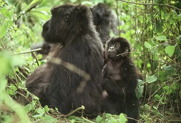 Female Mountain Gorillas (Gorilla g. beringei) with infant, Virunga Volcanoes