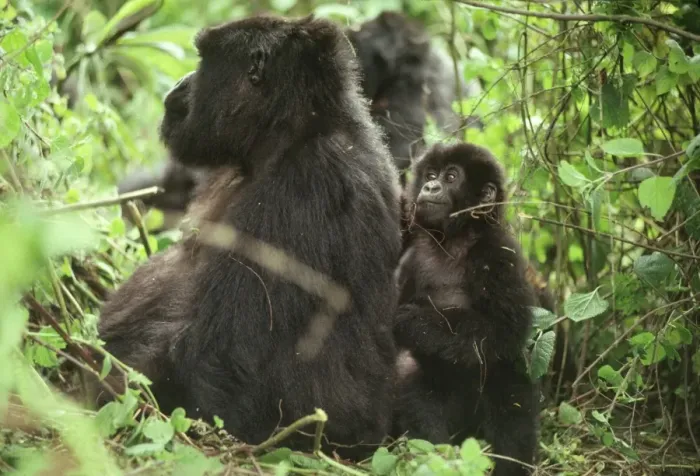 Framed Print : Female Mountain Gorillas (Gorilla g. beringei) with infant, Virunga Volcanoes Framed Print : Female Mountain Gorillas (Gorilla g. beringei) with infant, Virunga Volcanoes