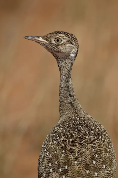 Framed Print : Female Northern black korhaan (Eupodotis afraoides), Kgalagadi Transfrontier Park, encompassing the former Kalahari Gemsbok National Park, South Africa, Africa Framed Print : Female Northern black korhaan (Eupodotis afraoides), Kgalagadi Transfrontier Park, encompassing the former Kalahari Gemsbok National Park, South Africa, Africa