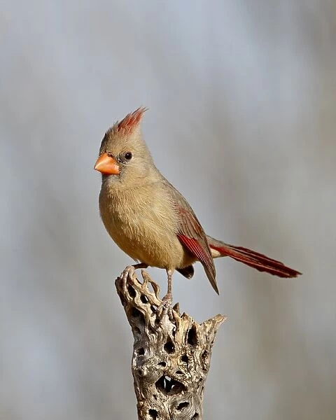 Female northern cardinal (Cardinalis cardinalis), The Pond, Amado, Arizona