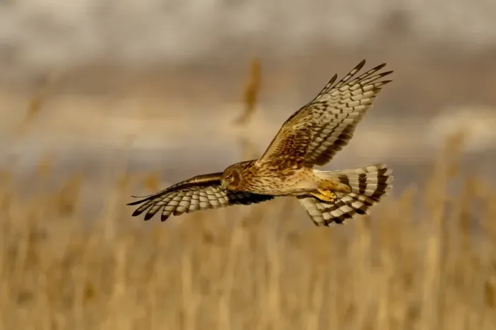 Framed Print : Female northern harrier (Circus cyaneus) in flight while hunting, Farmington Bay Framed Print : Female northern harrier (Circus cyaneus) in flight while hunting, Farmington Bay