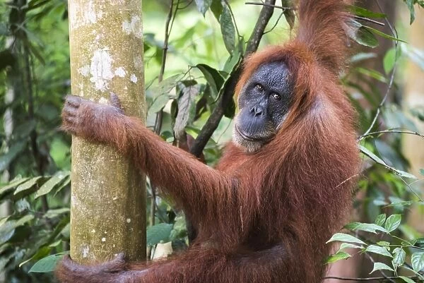 Female Orangutan (Pongo Abelii) in the jungle near Bukit Lawang, Gunung Leuser National Park