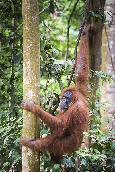 Female Orangutan (Pongo Abelii) in the rainforest near Bukit Lawang, Gunung Leuser National Park