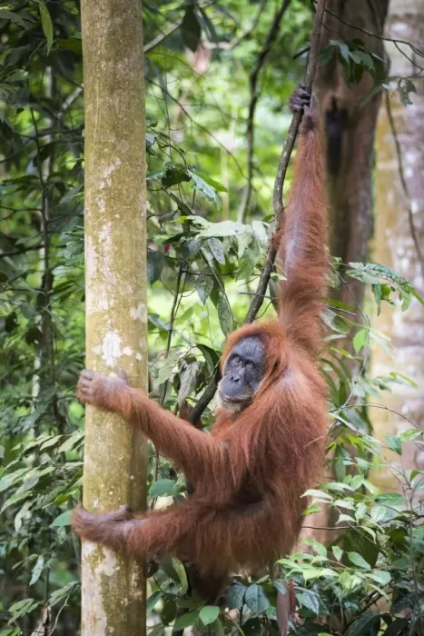 Framed Print : Female Orangutan (Pongo Abelii) in the rainforest near Bukit Lawang, Gunung Leuser National Park Framed Print : Female Orangutan (Pongo Abelii) in the rainforest near Bukit Lawang, Gunung Leuser National Park