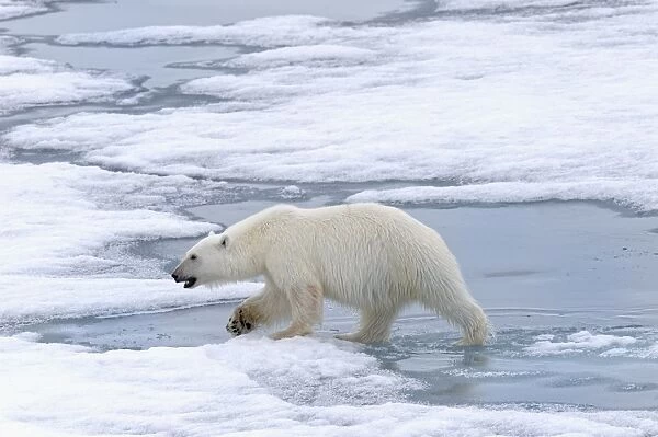 Female Polar bear (Ursus maritimus) walking on pack ice, Svalbard Archipelago, Barents Sea