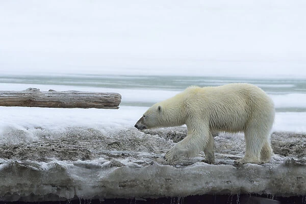 Female polar bear (Ursus maritimus) on a glacier, Bjornsundet, Hinlopen Strait, Spitsbergen Island