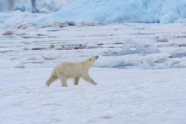 Female polar bear (Ursus maritimus) on pack ice, Bjornsundet, Hinlopen Strait, Spitsbergen Island