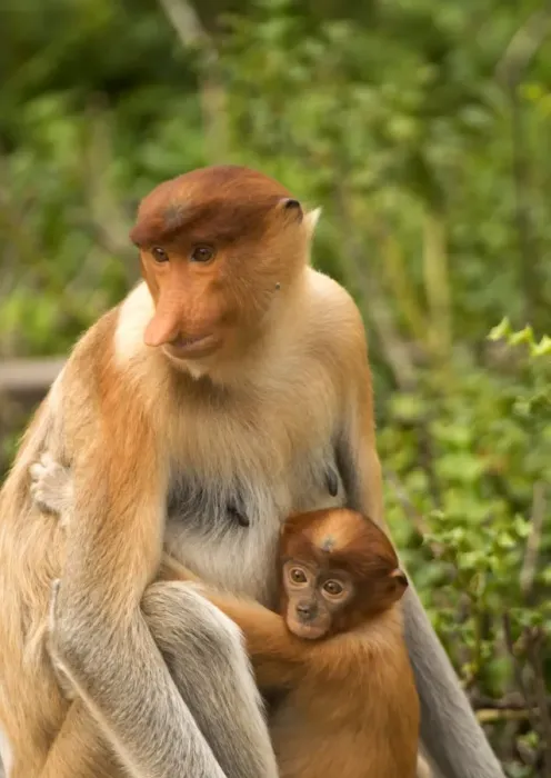 Framed Print : Female proboscis monkey (Nasalis larvatus) in tree with one year old baby, Labuk Bay Proboscis Monkey Sanctuary, Sabah, Borneo, Malaysia, Southeast Asia, Asia Framed Print : Female proboscis monkey (Nasalis larvatus) in tree with one year old baby, Labuk Bay Proboscis Monkey Sanctuary, Sabah, Borneo, Malaysia, Southeast Asia, Asia