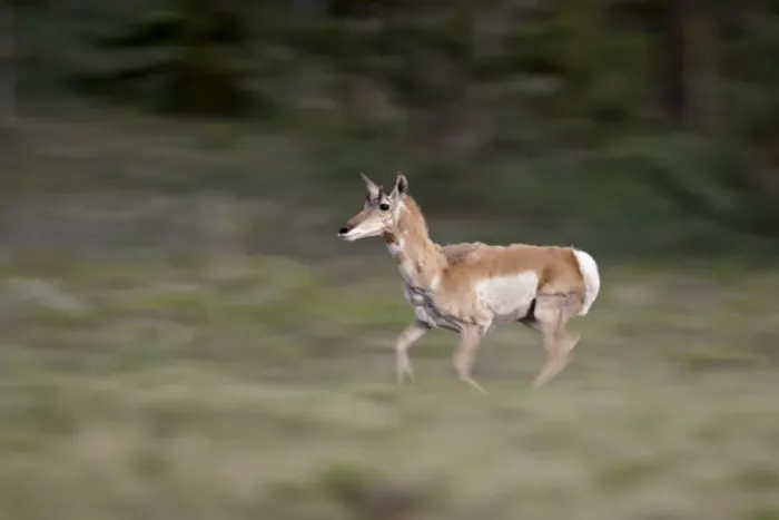 Framed Print : Female Pronghorn (Antilocapra americana) running, Park County, Colorado Framed Print : Female Pronghorn (Antilocapra americana) running, Park County, Colorado