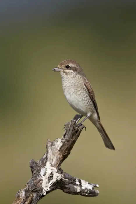 Framed Print : Female Red-Backed Shrike (Lanius collurio), Kruger National Park, South Africa, Africa Framed Print : Female Red-Backed Shrike (Lanius collurio), Kruger National Park, South Africa, Africa