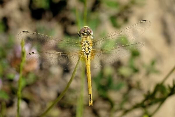 Female red-veined darter dragonfly (Sympetra fonscolombii), Hecho valley, Spanish Pyrenees, Spain, Europe