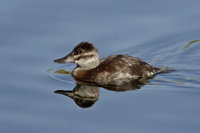 Framed Print : Female ruddy duck (Oxyura jamaicensis) swimming, Sweetwater Wetlands, Tucson Framed Print : Female ruddy duck (Oxyura jamaicensis) swimming, Sweetwater Wetlands, Tucson