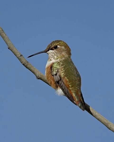 Female rufous hummingbird (Selasphorus rufus) perched, Routt National Forest