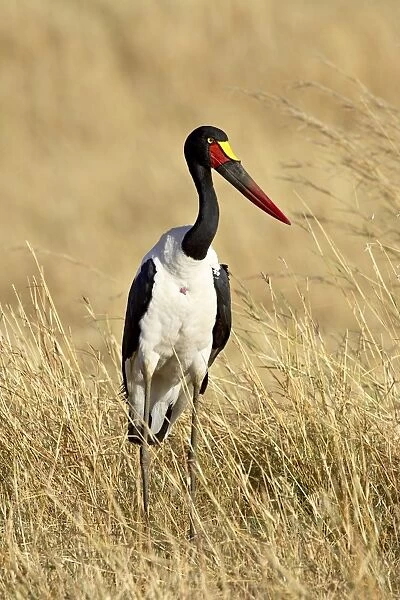 Female saddle-billed stork (Ephippiorhynchus senegalensis)