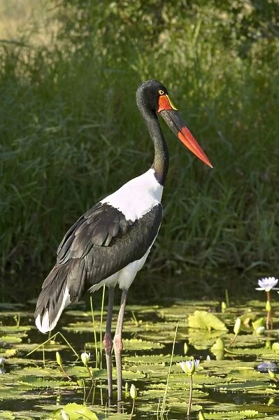 Female saddle-billed stork (Ephippiorhynchus senegalensis), Kruger National Park