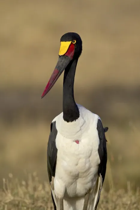 Framed Print : Female saddle-billed stork (Ephippiorhynchus senegalensis) Framed Print : Female saddle-billed stork (Ephippiorhynchus senegalensis)