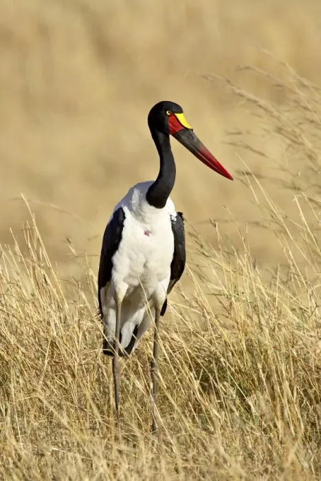 Framed Print : Female saddle-billed stork (Ephippiorhynchus senegalensis) Framed Print : Female saddle-billed stork (Ephippiorhynchus senegalensis)