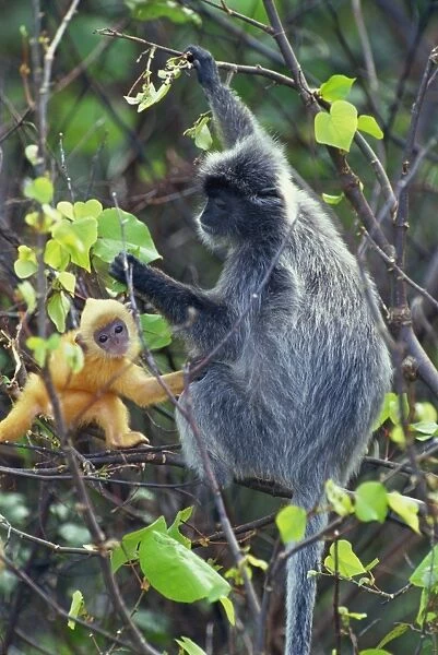 Female Silvered Langur and infant