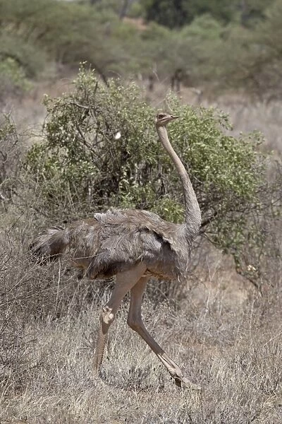 Female Somali ostrich (Struthio molybdophanes), Samburu National Reserve