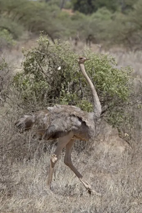 Framed Print : Female Somali ostrich (Struthio molybdophanes), Samburu National Reserve