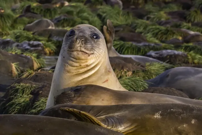Framed Print : Female southern elephant seal (Mirounga leonina), in Gold Harbor, South Georgia, UK Overseas Protectorate, Polar Regions Framed Print : Female southern elephant seal (Mirounga leonina), in Gold Harbor, South Georgia, UK Overseas Protectorate, Polar Regions