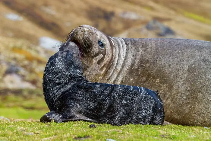 Framed Print : Female southern elephant seal (Mirounga leonina) with newborn pup on the beach in Stromness Bay, South Georgia Island