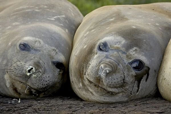 Two female Southern elephant seal (Sea elephant) (Mirounga leonina), Grytviken