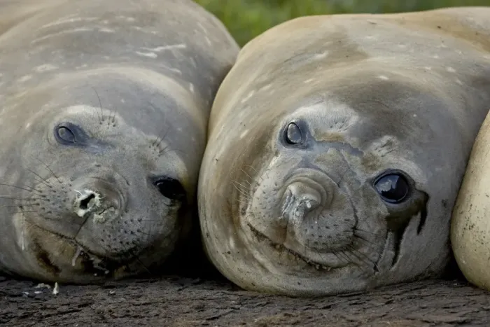 Framed Print : Two female Southern elephant seal (Sea elephant) (Mirounga leonina), Grytviken Framed Print : Two female Southern elephant seal (Sea elephant) (Mirounga leonina), Grytviken