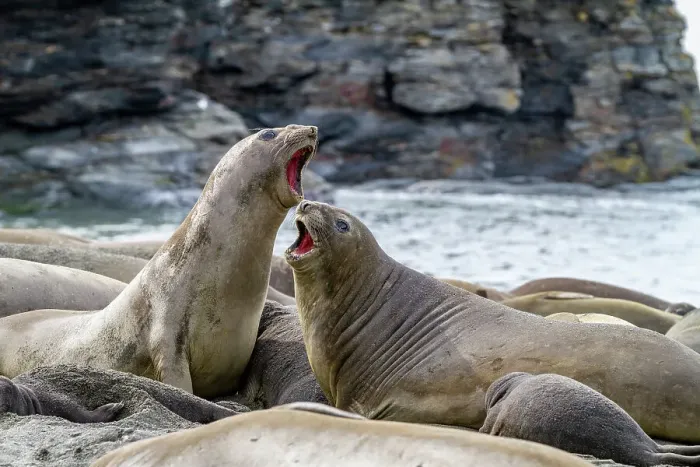 Framed Print : Female southern elephant seals (Mirounga leonina) showing slight aggression at Moltke Harbor on South Georgia, Polar Regions