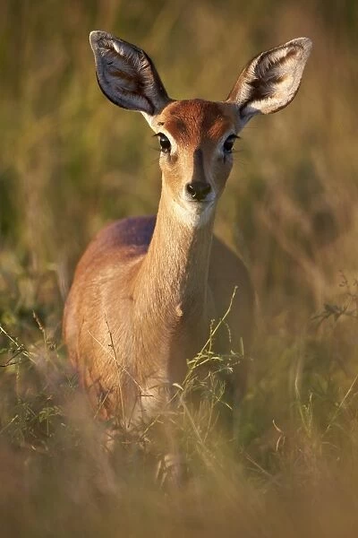 Female Steenbok (Raphicerus campestris), Kruger National Park, South Africa, Africa