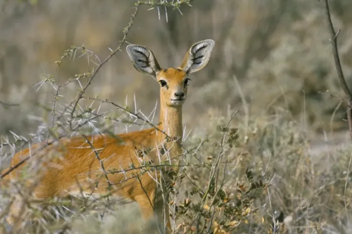 Framed Print : Female steenbok (Raphicerus campestris) Framed Print : Female steenbok (Raphicerus campestris)