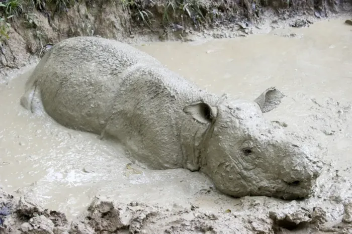 Framed Print : Female Sumatran rhino (Borneo rhino) (Dicerorhinus sumatrensis) in wallow, Tabin Reserve, Sabah, Borneo, Malaysia, Southeast Asia, Asia Framed Print : Female Sumatran rhino (Borneo rhino) (Dicerorhinus sumatrensis) in wallow, Tabin Reserve, Sabah, Borneo, Malaysia, Southeast Asia, Asia