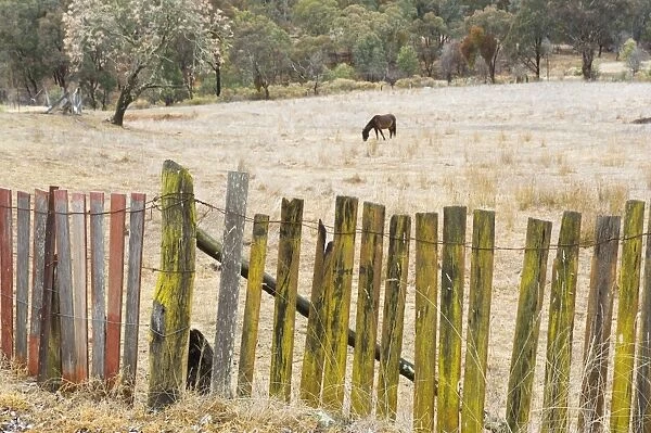 Fence and horse, Hill End, New South Wales, Australia, Pacific