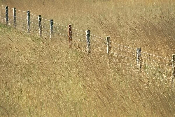 Fence posts through reeds