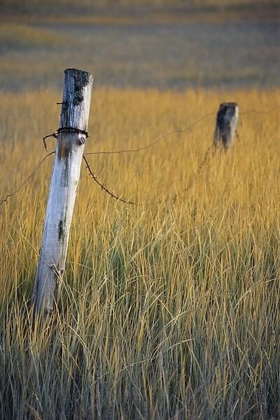 Fence posts in salt grass