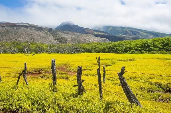 Fenced field of yellow flowers, Island of Molokai, Hawaii, United States of America, Pacific