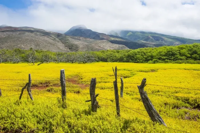 Framed Print : Fenced field of yellow flowers, Island of Molokai, Hawaii, United States of America, Pacific Framed Print : Fenced field of yellow flowers, Island of Molokai, Hawaii, United States of America, Pacific