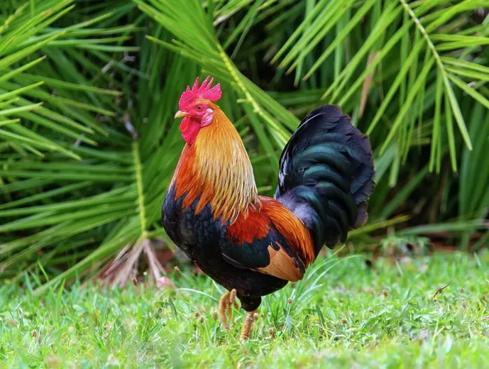 Framed Print : Feral cockerel in Spittal Pond Nature Reserve, Smith's, Bermuda, Atlantic, North America Framed Print : Feral cockerel in Spittal Pond Nature Reserve, Smith's, Bermuda, Atlantic, North America