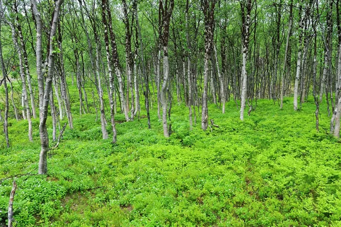 Framed Print : Fern and birch wood, Nordmannvikdalen valley, region of Lyngen, County of Troms, Norway, Northern Europe Framed Print : Fern and birch wood, Nordmannvikdalen valley, region of Lyngen, County of Troms, Norway, Northern Europe