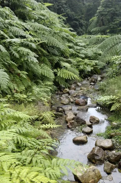 Framed Print : Fern forest, Sao Miguel Island, Azores, Portugal, Europe Framed Print : Fern forest, Sao Miguel Island, Azores, Portugal, Europe