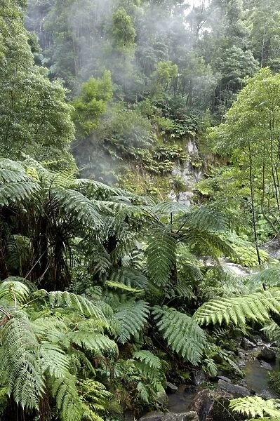 Fern forest, Sao Miguel Island, Azores, Portugal, Europe