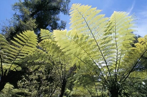 Ferns, Abel Tasman National Park
